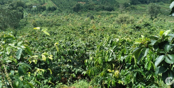 Cần bán gấp 3ha đất rẩy cafe mắc ca sầu riêng