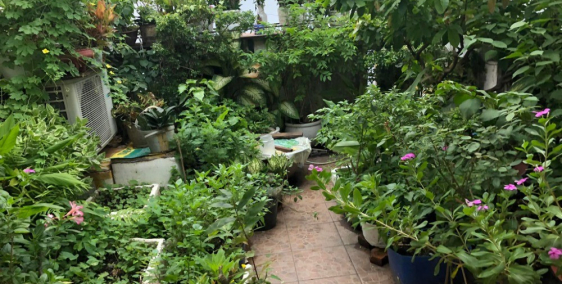 TÂN BÌNH 99m2 HẺM Ô TÔ  SỔ NỠ HẬU  90TR/M2 sát Mặt tiền chỉ nhỉnh 8 tỷ TL.