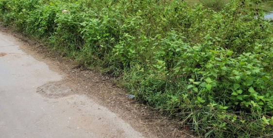 Bán lô đất 33.000m2, đất có sổ cạnh KCN Việt Tiến, Việt Yên, BG. Chỉ 20 tỷ.