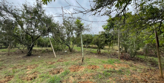 Bán đất Chiềng Sang Mộc Châu diện tích 6.200m