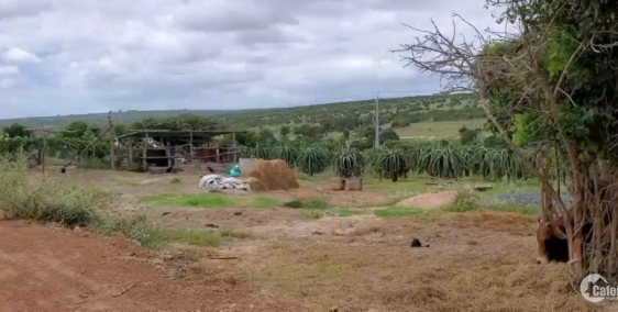 Bán 12,400m2 đất vườn hồng thái ngay liên xã nở hậu chỉ 135k/m2 Lh 0938677909