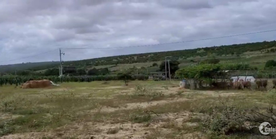 Bán 6996m2 đất vườn hồng thái gần ngã 4 liên huyện, liên xã 909tr Lh 0385230667