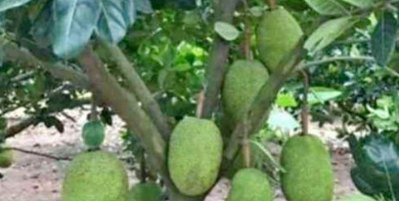 Thật 100% Đất Trung Tâm Thị Xã Chỉ 250 Ngàn/M2