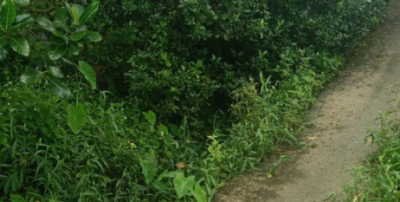 Bán đất trồng sầu riêng 5 năm cần bán gắp