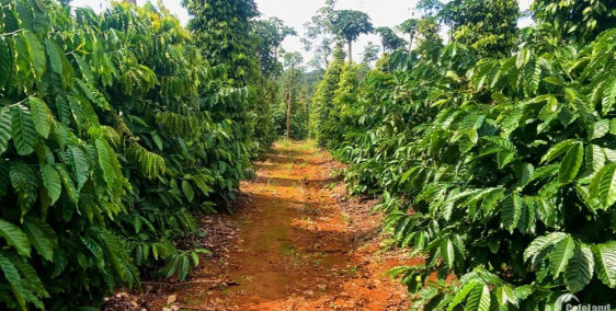 10,2 ha view điện gió thích hợp làm trang trại hay nghỉ dưỡng