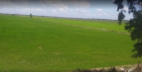 Bán đất ruộng kênh T5- Tri Tôn, AG gần TH true milk