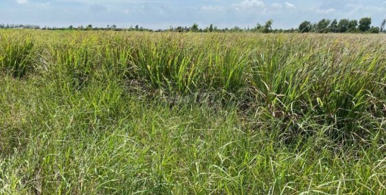 Bán đất vườn rộng giá rẻ bao lên thổ 1500m2, P6, Tân An, Long An chỉ 4 tỷ BDSLA