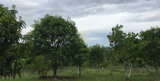 Đất rừng sản xuất giá rẻ Diên Thọ