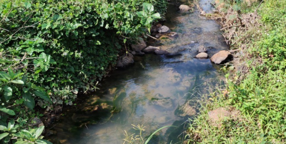 CÒN 1 LÔ 3 SÀO 5 ĐUY NHẤT HÔM NAY ĐANG TRỒNG TIÊU CỌC TIỀN THU TIÊU LUÔN CÁCH ĐƯ