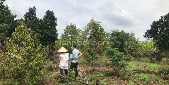 Bán vườn trái cây, tặng nhà cấp 4 (điện,nước,wifi,...), sổ hồng riêng