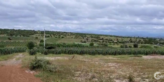 Bán 9535m2 đất hồng thái đường xe bò ngay khu thanh long chỉ 953tr Lh 0385230667