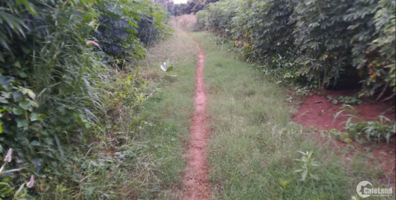 4,5 sào đất gần kcn đất đỏ, huyện đất đỏ