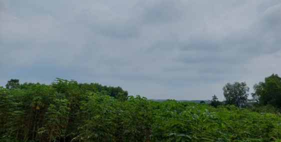 Bán đất sào khu vực sân bay Long Thành giá rẻ chỉ 1 tỷ 3/sào