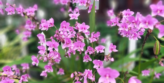 Cần bán lô đất tại Suối Cao, Xuân Lộc, Đồng Nai. Diện tích 3 mẫu, gần khu dân cư