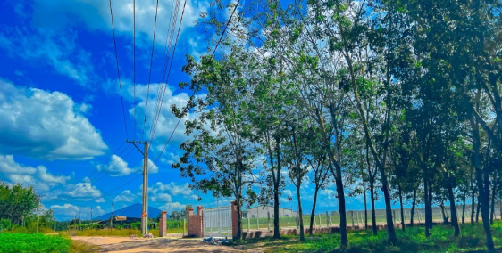 Xả lỗ ăn tết, e còn 2 bé chân dài 1000m2/350tr, cách Vincom thành phố 15phut