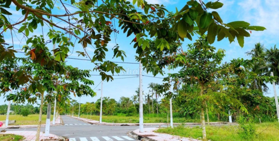 Kẹt vốn làm ăn cần bán đất thổ ở Bến Tre, giá mềm cho khách nhanh gọn