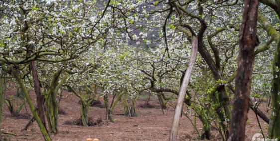 Bán mảnh đất View Hồ hiếm có ở Chiềng Đi, giá chỉ từ hơn 1 triệu/ m2