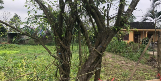 Đất Nền Giá Rẻ, Ven Đông Hà, Triệu Giang - Triệu Phong.