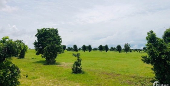 Bán đất nền bình tân 120k/m2 gần liên huyện và công viên safari Lh 0938677909