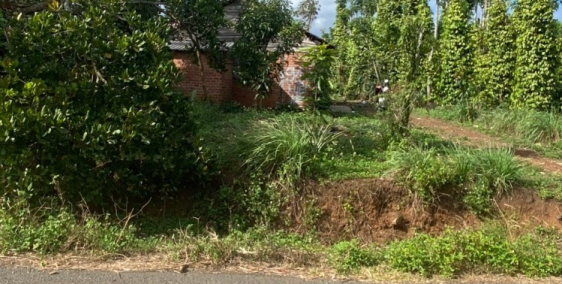 Cần bán đất công nghiệp có cà phê, hồ tiêu, điều, cây màu đã được thu hoạch đất