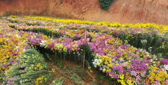 Bán lô đất nông nghiệp 3.843m2 đường bê tông chân đèo Mimosa.