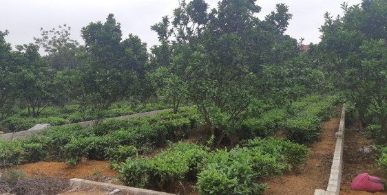 Bán gấp 300m tại Phú Cát , Quốc Oai , Hà Nội