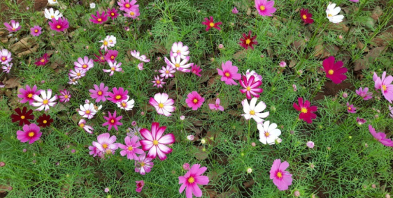 Eden Hills đất nền tại Nam Ban Lâm Hà chỉ 2.450 tỷ lô 306m full thổ cư