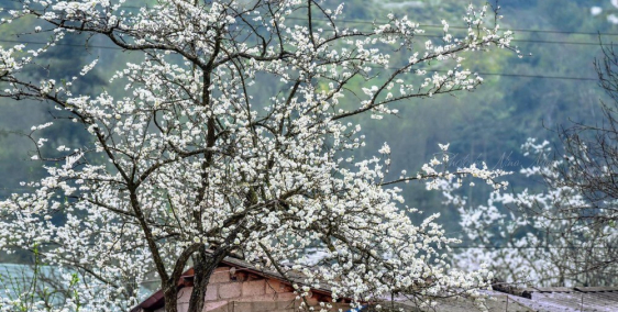 Đất nền Mộc Châu, vị trí Vip, view Hồ Điều Hoà chỉ có tại Chiềng Đi