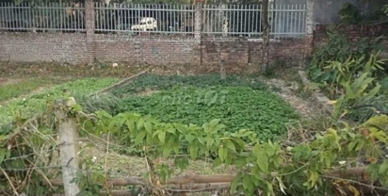 đất đẹp tại ấp bắc thượng xã quang tiến huyện sóc sơn hà nội 51.4m2 mặt tiền 5m