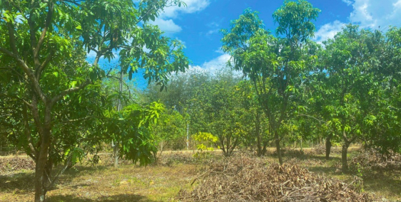 Chính chủ cần bán mảnh vườn tại Ngọc Định Định Quán Đồng Nai