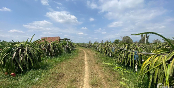 6,1 Sào Hàm Kiệm - Bán hết sổ chỉ  950 Tr/  ( 155 Triệu/ Sào )