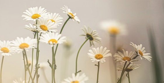 Bán gấp nhà MT 179m2 Phan Huy Ích, P14, Gò Vấp.