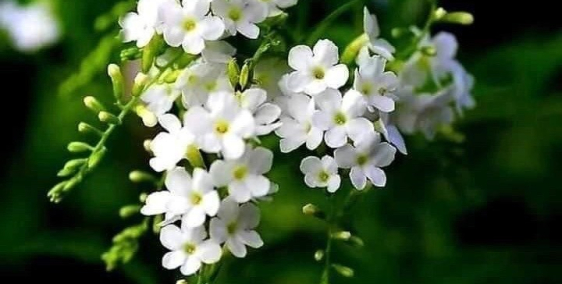 Bán Gấp MT 158m2 nhỉnh 23 tỷ Bạch Đằng, P2, Tân Bình