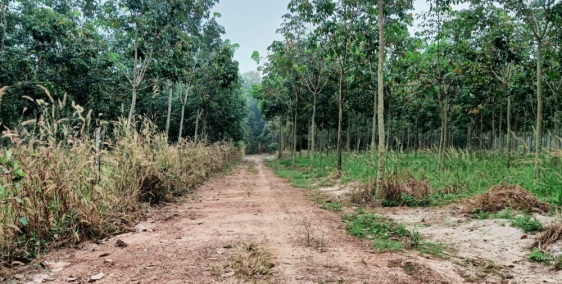 Đất dầu tiếng 1000m chỉ với giá 465tr