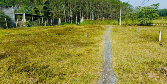 Bán đất thổ cư Huyện Gò Dầu 124m2(5x25) 100% thổ cư