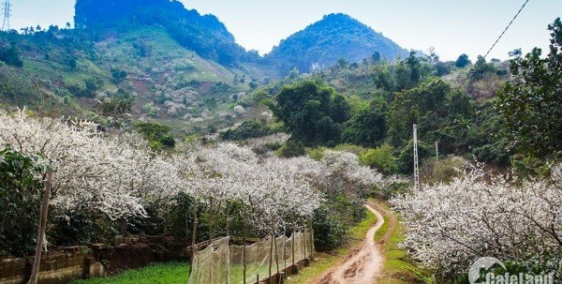 Sở hữu ngay mảnh đất tại Chiềng Đi Mộc Châu Sơn La giá cực sốc