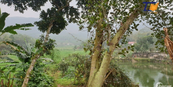 Đẹp miễn chê chính chủ cần bán gấp 3431m2 Thanh Sơn PHú Thọ giá cực rẻ