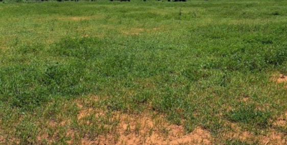 Bán đất sào huyện bắc bình sổ sẵn sinh lời nhanh từ 100k/m2 Lh 0938677909 Hiền