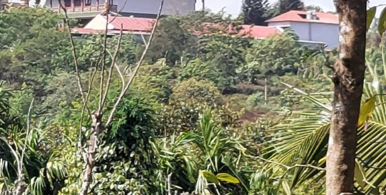 Bán 7Sào Đạt Lý Xã Hòa Thuận BMT 194m Mặt Tiền View Ruộng Giá đầu tư 4tỷ7