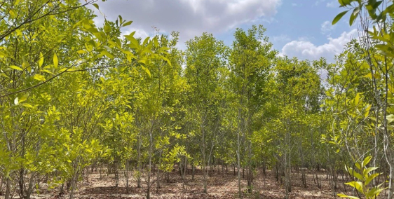 13390m2 đất giá 1ty7 kế bên Safari , liền kề tỉnh lộ 715 , cách biển 15 phút