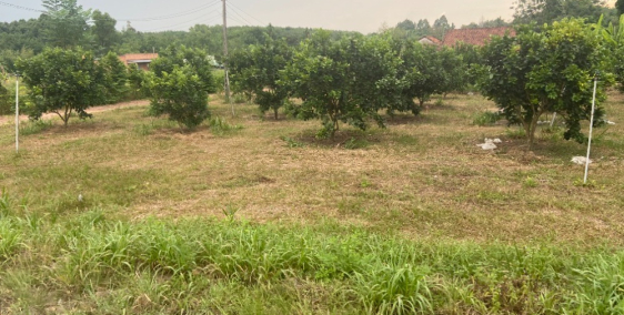 Đất vườn Củ Chi Cụm KCN Bàu Trăn, xã Nhuận Đức 1000m2 giá 2ty545 sổ hồng riêng