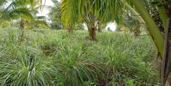 Đất giá rẻ gần khu dân cư đáng để đầu tư