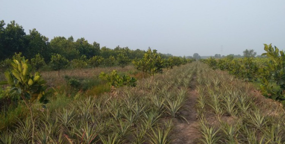 Cần bán 13000m đất đang trồng mít mặt tiền đường oto