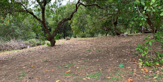 Bán gấp đất Bình Phước siêu hot giá cả tốt với nhiều ưu đãi