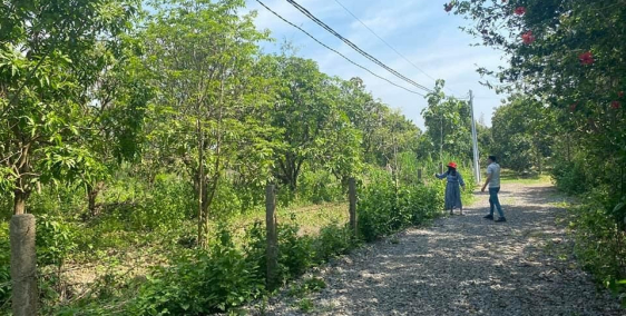 Cần bán mảnh vườn gần cầu Thanh Sơn tại Ngọc Định