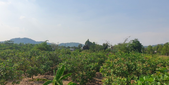 Bán 8847 m2 đất ( có thổ cư), hai mặt tiền 600A, Tân Phú Đồng Nai