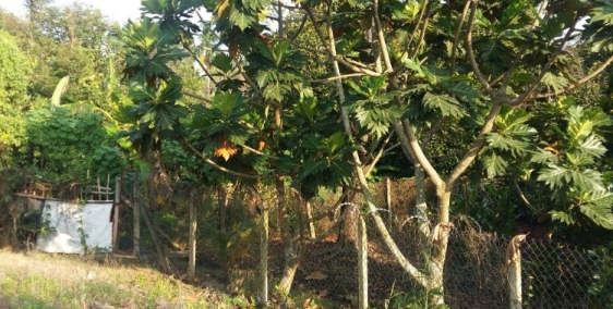 Bán đất nhà vườn - dt: 1986m2 - 210m2 thổ cư - view rạch - giá 14 tỷ