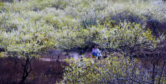 siêu phẩm mộc châu, đón sóng cao tộc HÒA BÌNH-MỘC CHÂU-SƠN LA