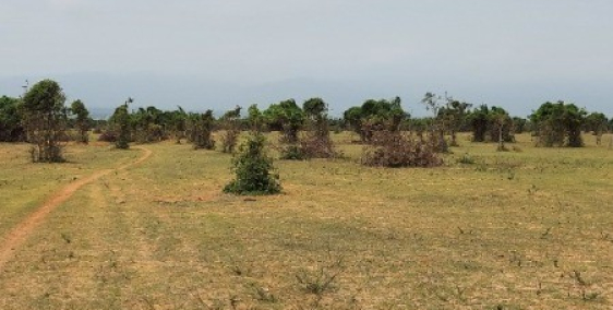 Bán 11,717m2 đất vườn hoà thắng cách ĐT 716 1.8km chỉ 145k/m2 Lh 0938677909 Hiền