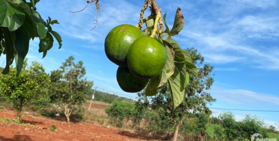 Vườn trái cây đẹp như tranh vẽ 8435M2 gần thị trấn và khu dân cư Chư Sê - Gia La